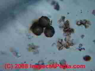 Paint lab Photograph of sample of failed paint